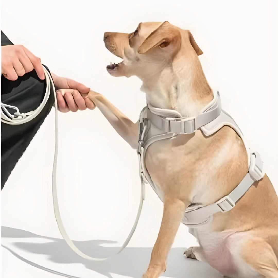 Correa y Pechera Ajustable Para Perros Gris - Talla S