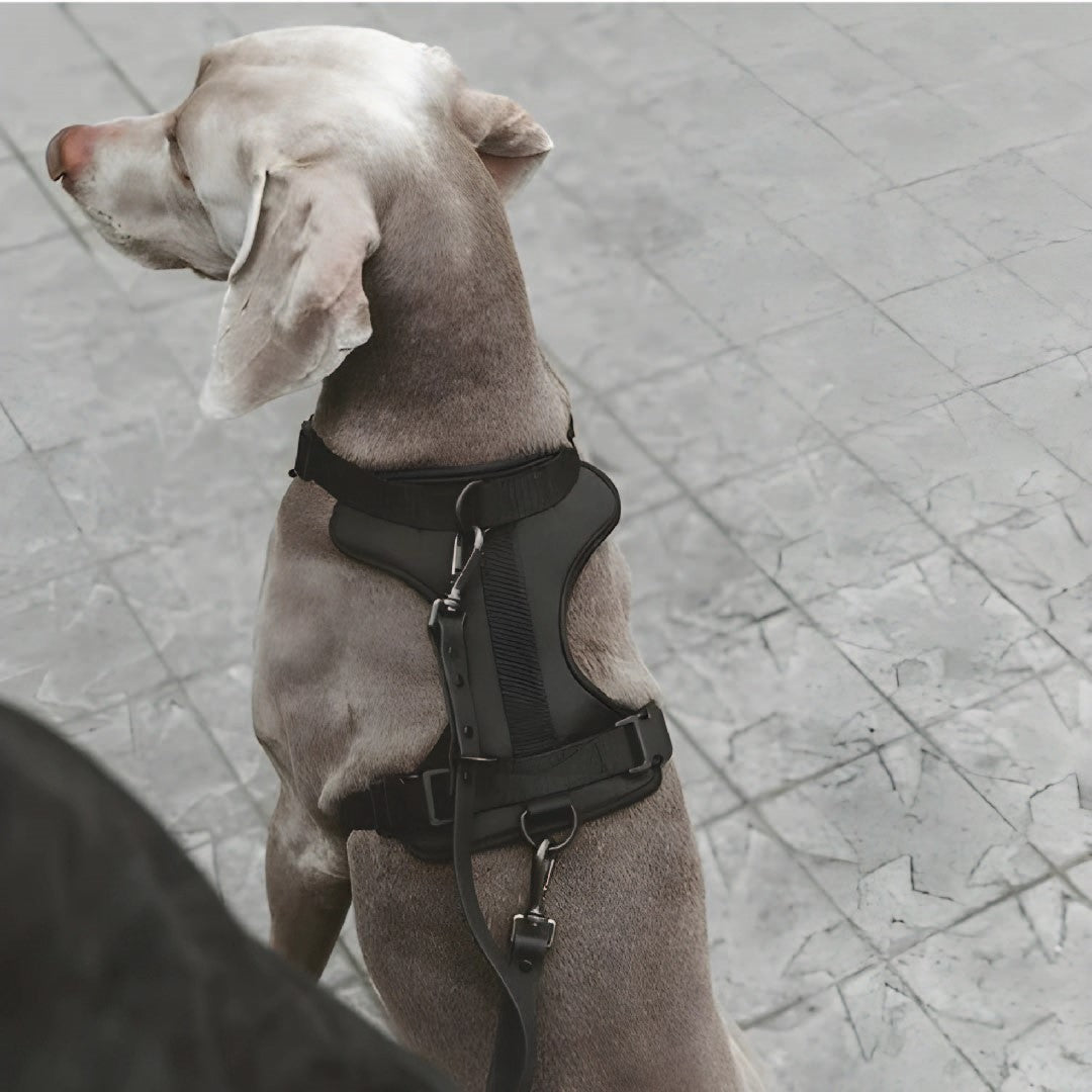 Correa y Pechera Ajustable Para Perros Negro - Talla S