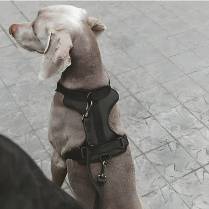 Correa y Pechera Ajustable Para Perros Negro - Talla S